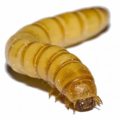 Tenebrio por pieza