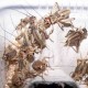 Grillo veinticinco piezas
