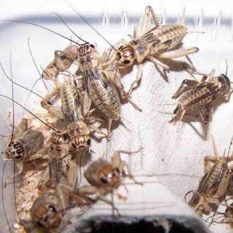 Grillo veinticinco piezas